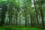 Forest View Poster och Canvastavla