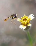 A Hover and The Flower Poster och Canvastavla