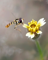A Hover and The Flower Poster och Canvastavla
