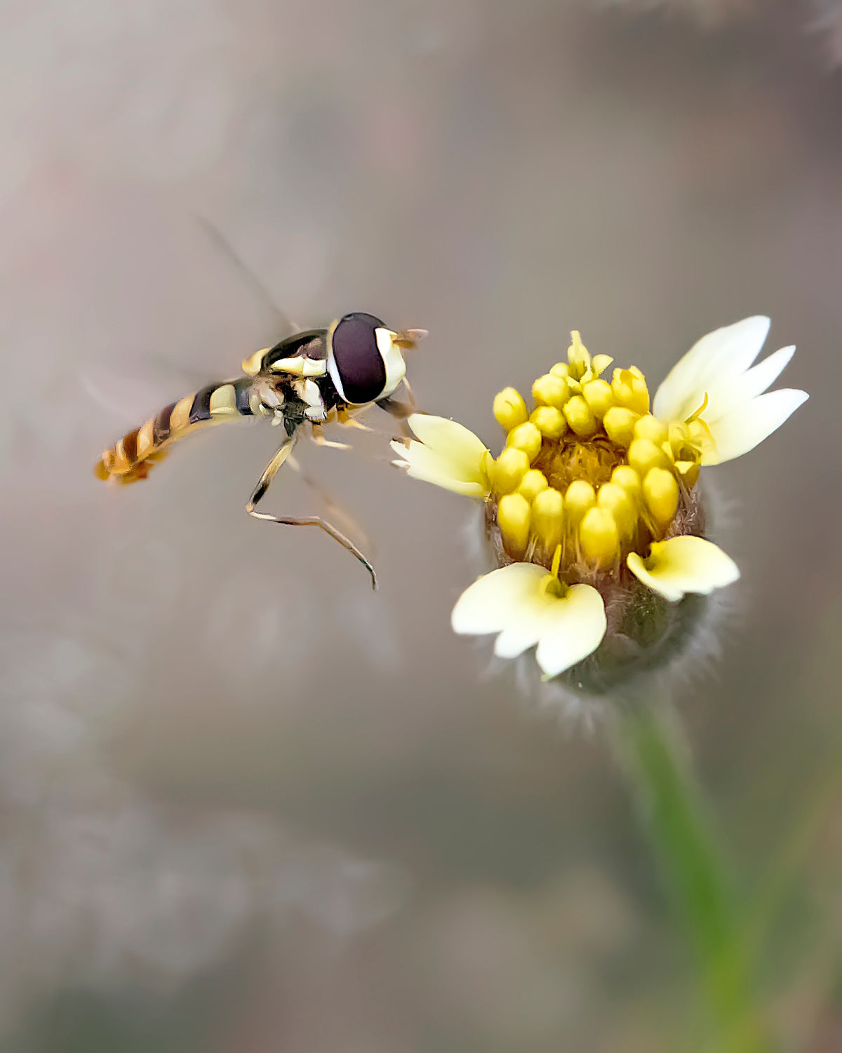 A Hover and The Flower Poster och Canvastavla
