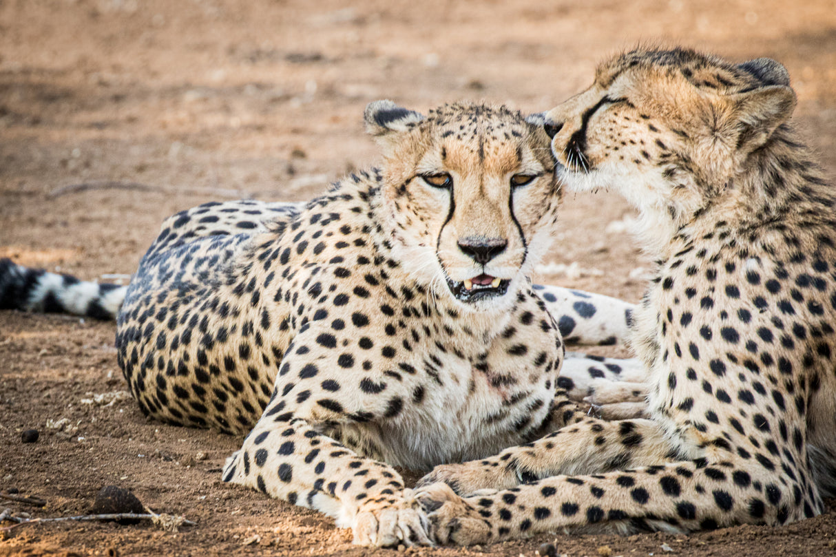 Cheetah love Poster och Canvastavla