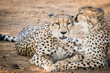 Cheetah love Poster och Canvastavla