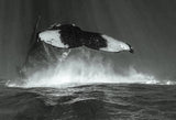 Tale of whales Poster och Canvastavla