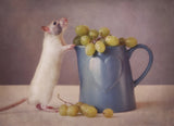 Snoozy loves grapes Poster och Canvastavla