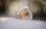 Physalis in Snow Poster och Canvastavla