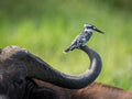 The Pied Kingfisher, Ceryle rudis Poster och Canvastavla