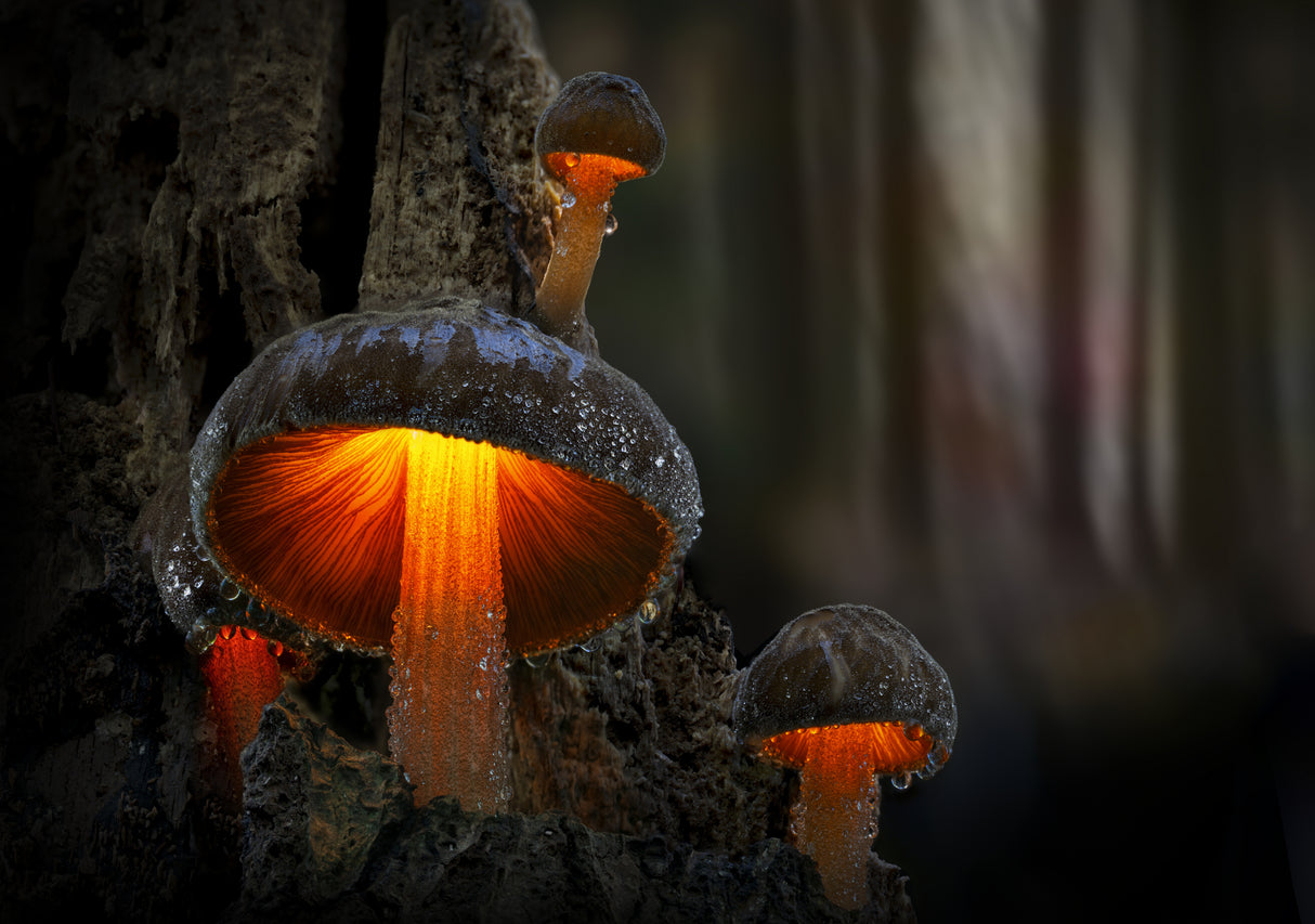 Beautiful mushrooms on an old rotten tree Poster och Canvastavla