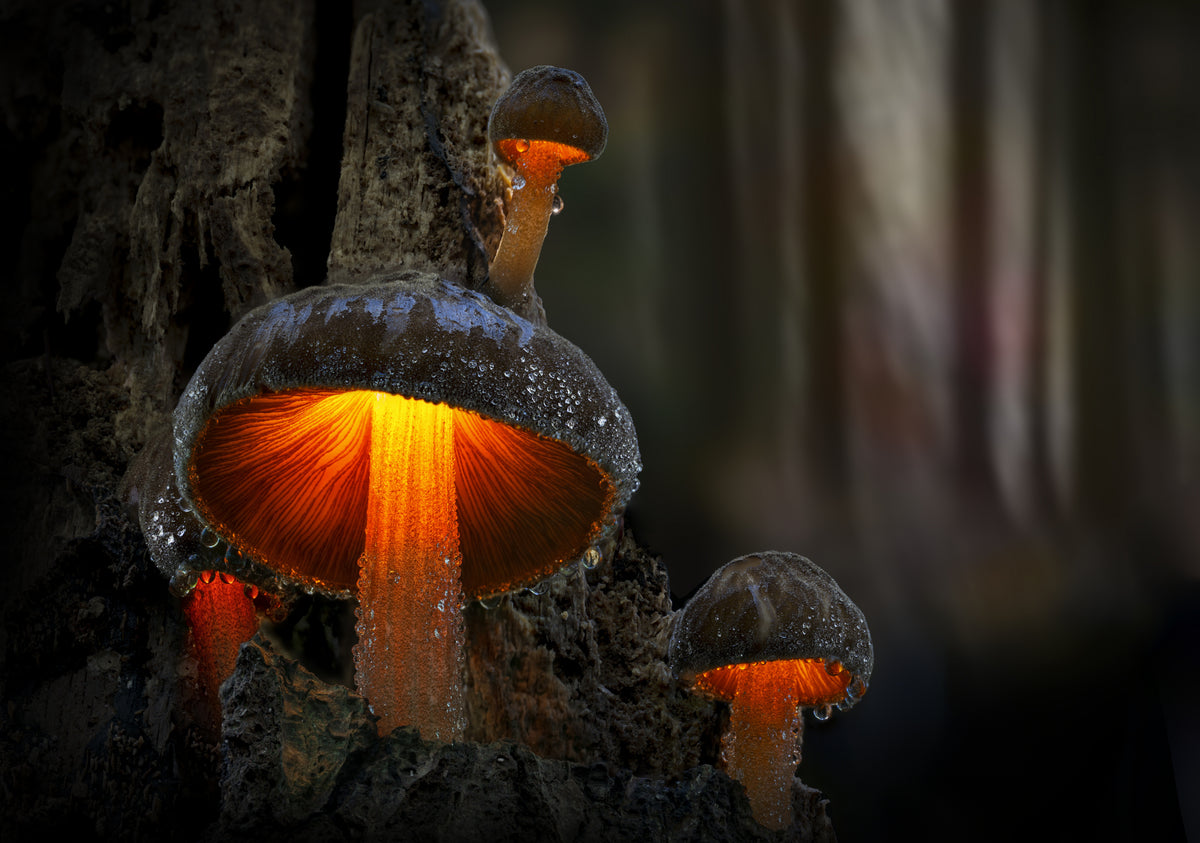 Beautiful mushrooms on an old rotten tree Poster och Canvastavla