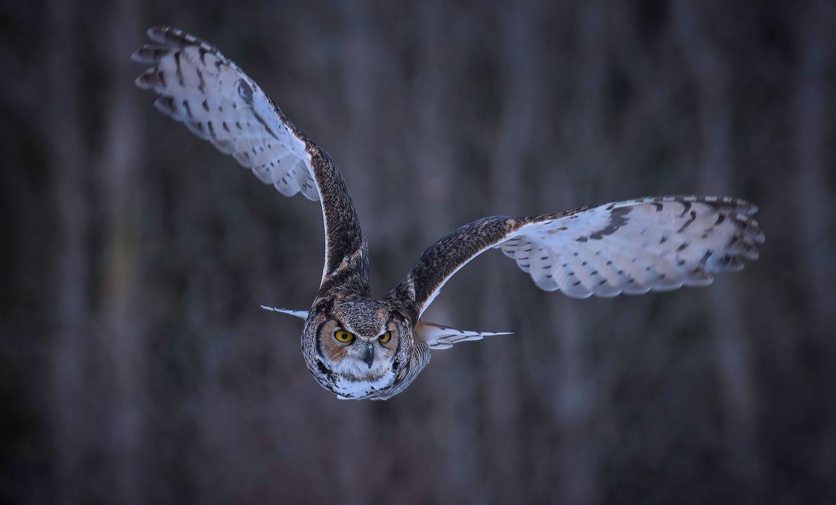 Great Horned Owl Poster och Canvastavla