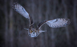 Great Horned Owl Poster och Canvastavla