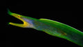 Reaching out ( Ribbion eel ) Poster och Canvastavla