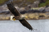 Fly eagle fly Poster och Canvastavla