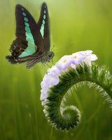 The Butterfly and The Flowers Poster och Canvastavla