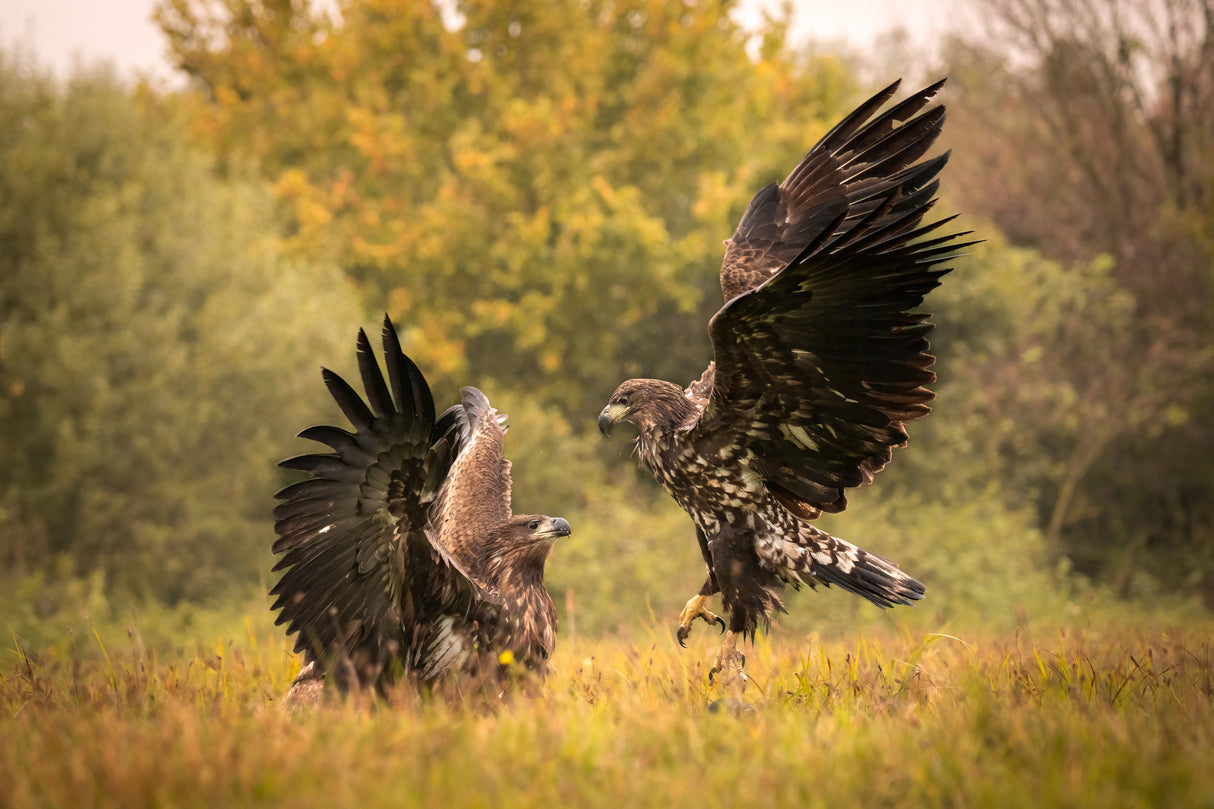 Eagle fight Poster och Canvastavla