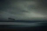 Migrant birds Poster och Canvastavla