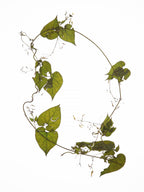 Herbarium 05 Poster och Canvastavla