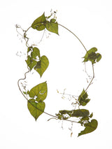 Herbarium 05 Poster och Canvastavla