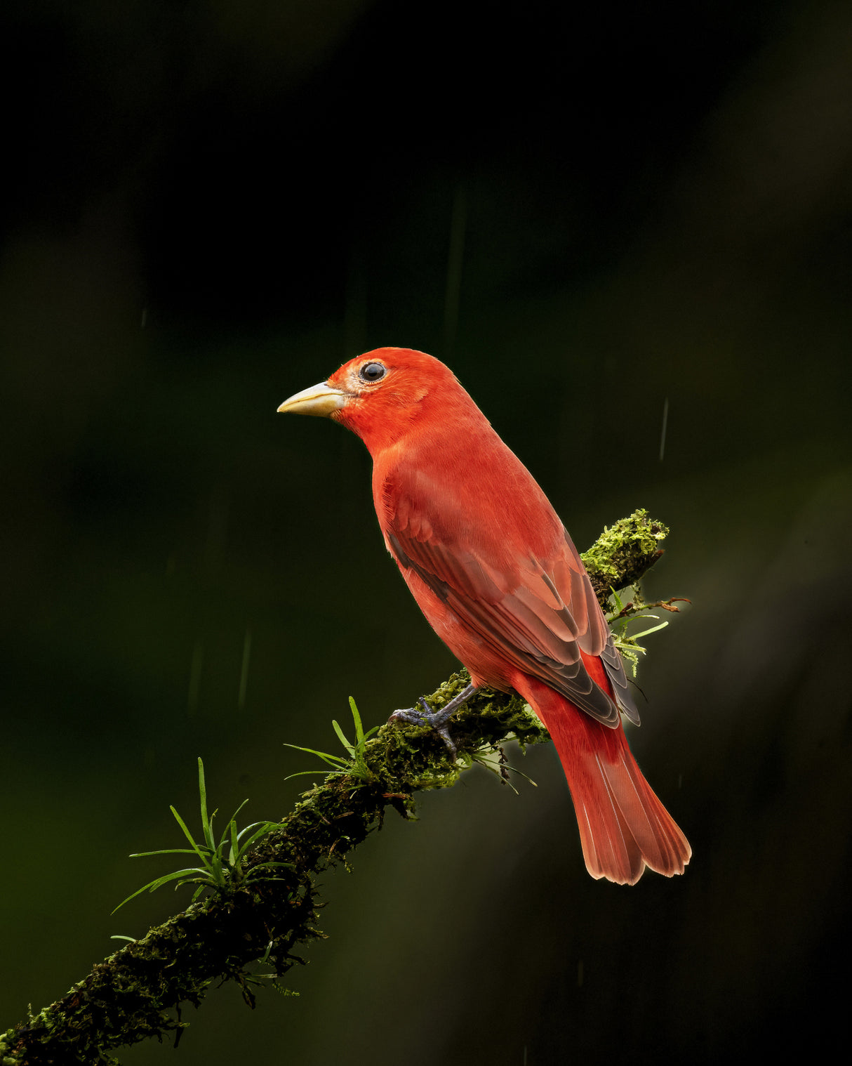 Summer Tanager in Costa Rica Poster och Canvastavla