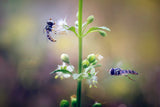 Hoverflies Poster och Canvastavla