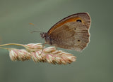 Meadow Brown. Poster och Canvastavla