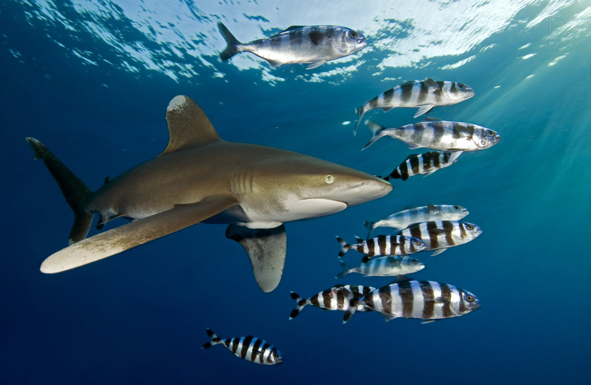 Oceanic whitetip shark (Carcharhinus longimanus) Poster och Canvastavla