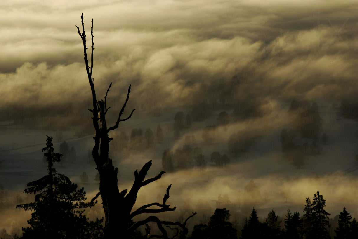 Out of the mist Poster och Canvastavla