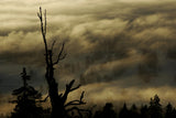 Out of the mist Poster och Canvastavla