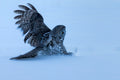 Sliding in The Snow Poster och Canvastavla