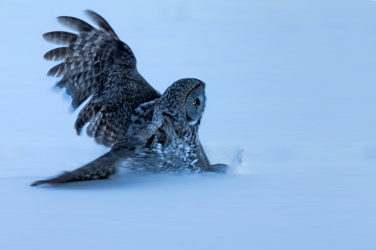 Sliding in The Snow Poster och Canvastavla