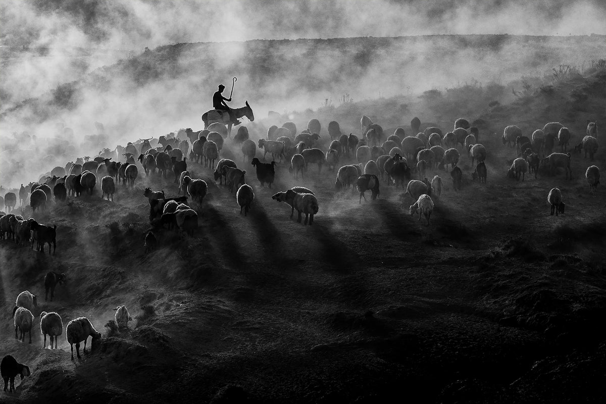 Shepherd Poster och Canvastavla