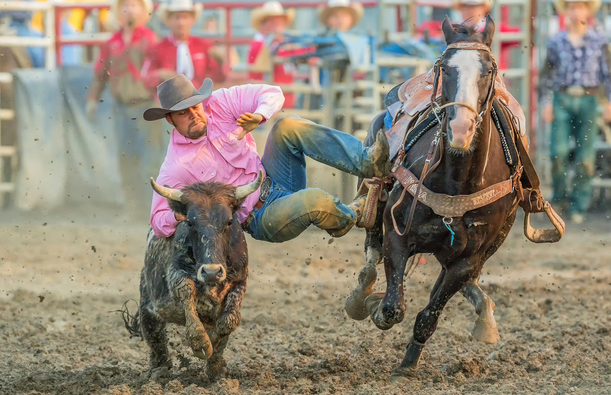 Steer Wrestling Poster och Canvastavla