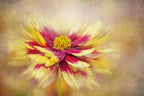 Coreopsis Poster och Canvastavla