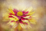 Coreopsis Poster och Canvastavla