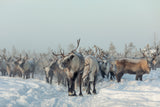 Reindeers Poster och Canvastavla