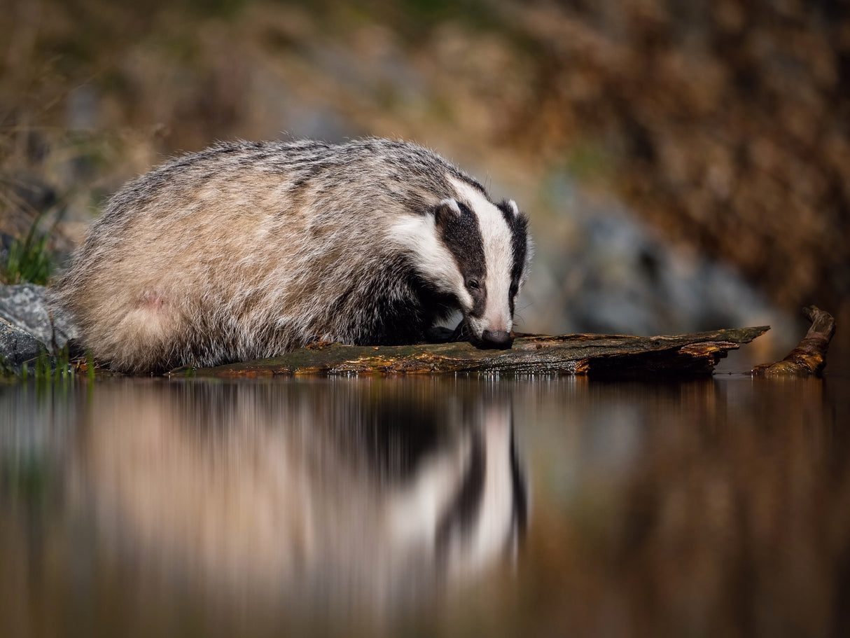 European badger, Meles meles Poster och Canvastavla