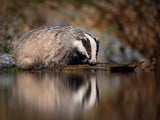 European badger, Meles meles Poster och Canvastavla