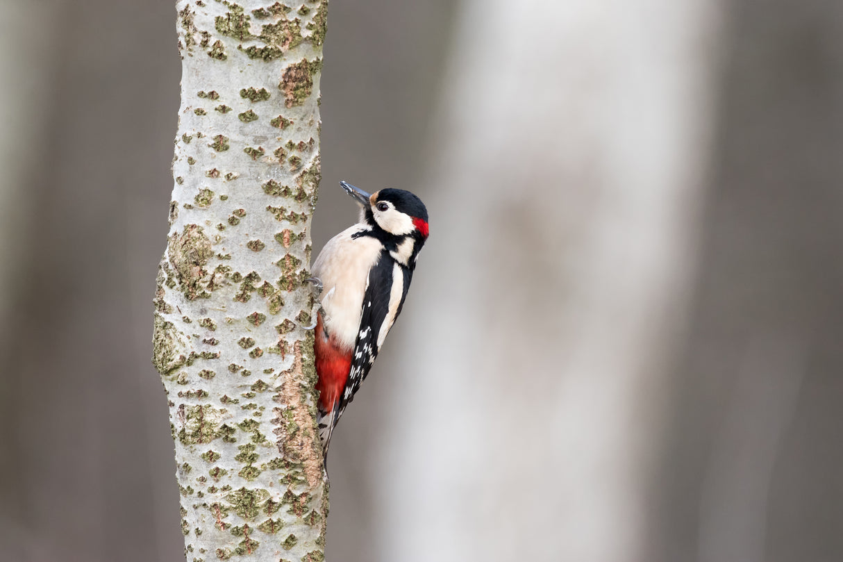 Great Woodpecker Poster och Canvastavla