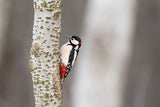Great Woodpecker Poster och Canvastavla