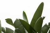 Travellers Palm Leaves Foliage Photo 03 Poster och Canvastavla
