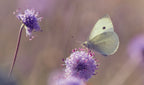 A White on Devil's-bit scabious Poster och Canvastavla