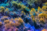 Abstract world Poster och Canvastavla
