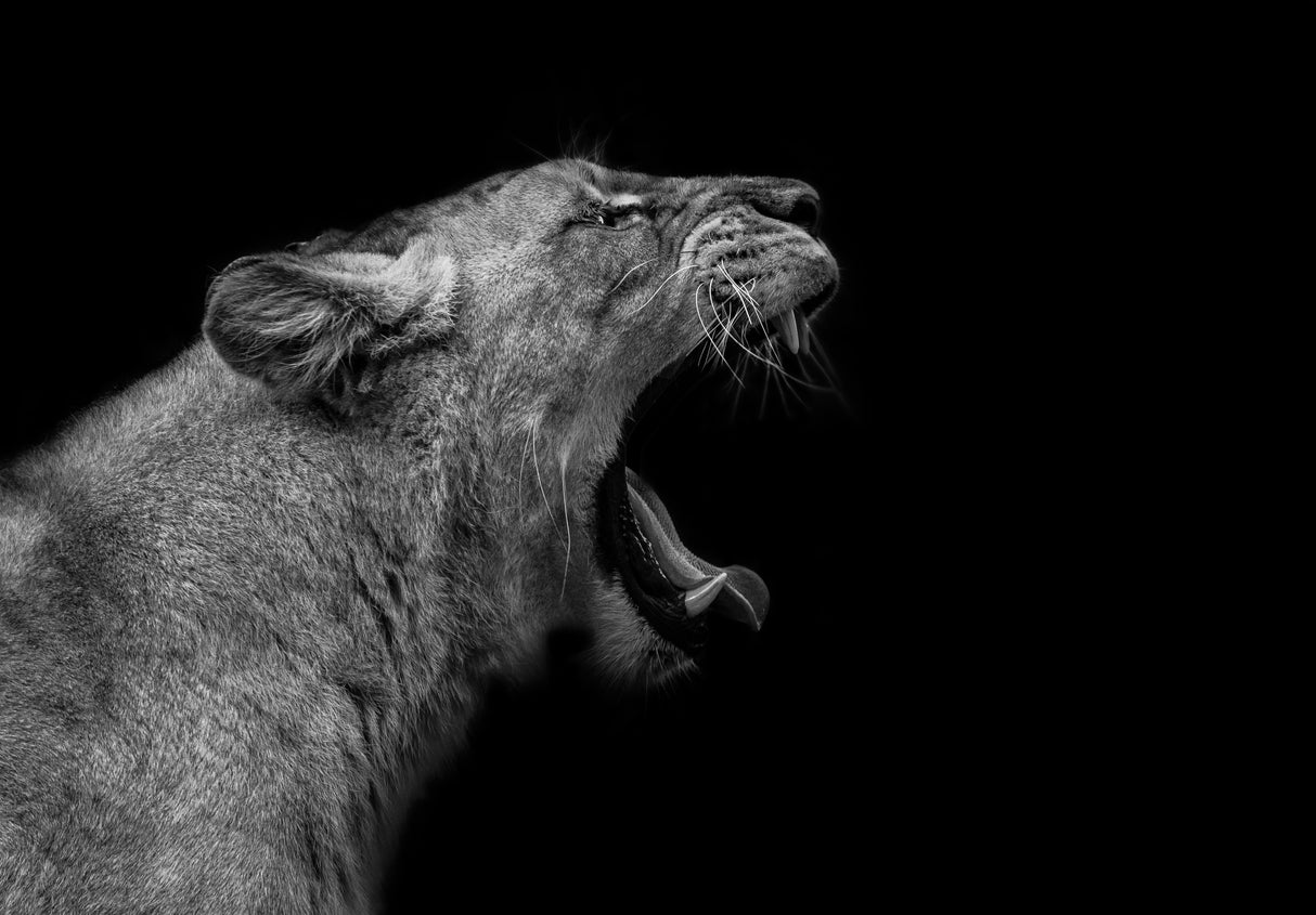 Lioness in low key Poster och Canvastavla