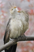 Guira Cuckoo Playing Poster och Canvastavla