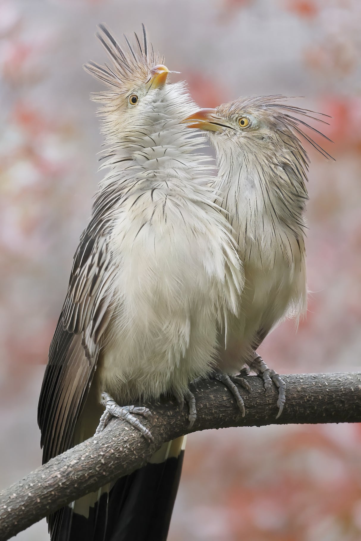 Guira Cuckoo Playing Poster och Canvastavla