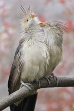 Guira Cuckoo Playing Poster och Canvastavla
