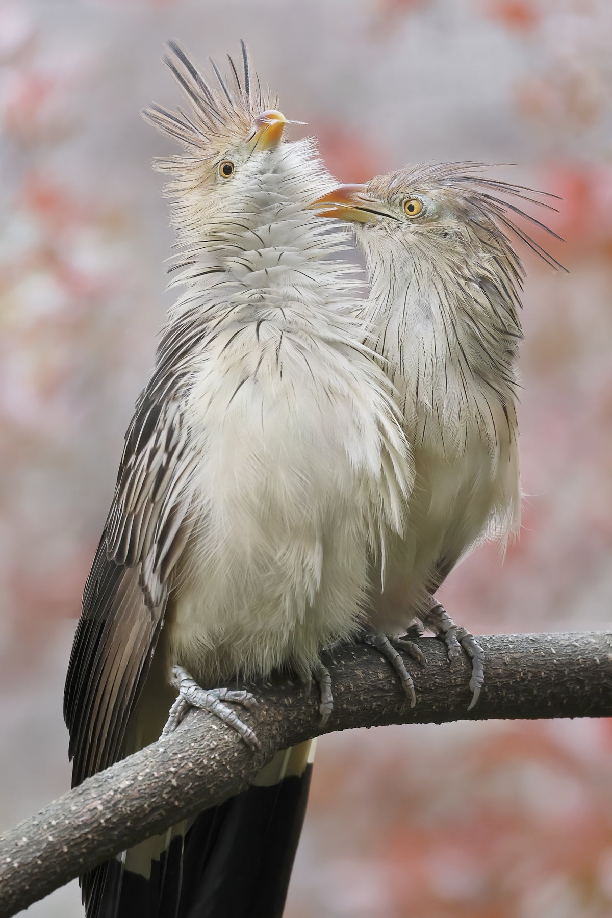 Guira Cuckoo Playing Poster och Canvastavla