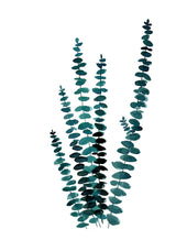Teal watercolor eucalyptus I Poster och Canvastavla
