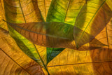 Colors of nature Poster och Canvastavla