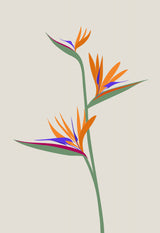 Bird of paradise Poster och Canvastavla