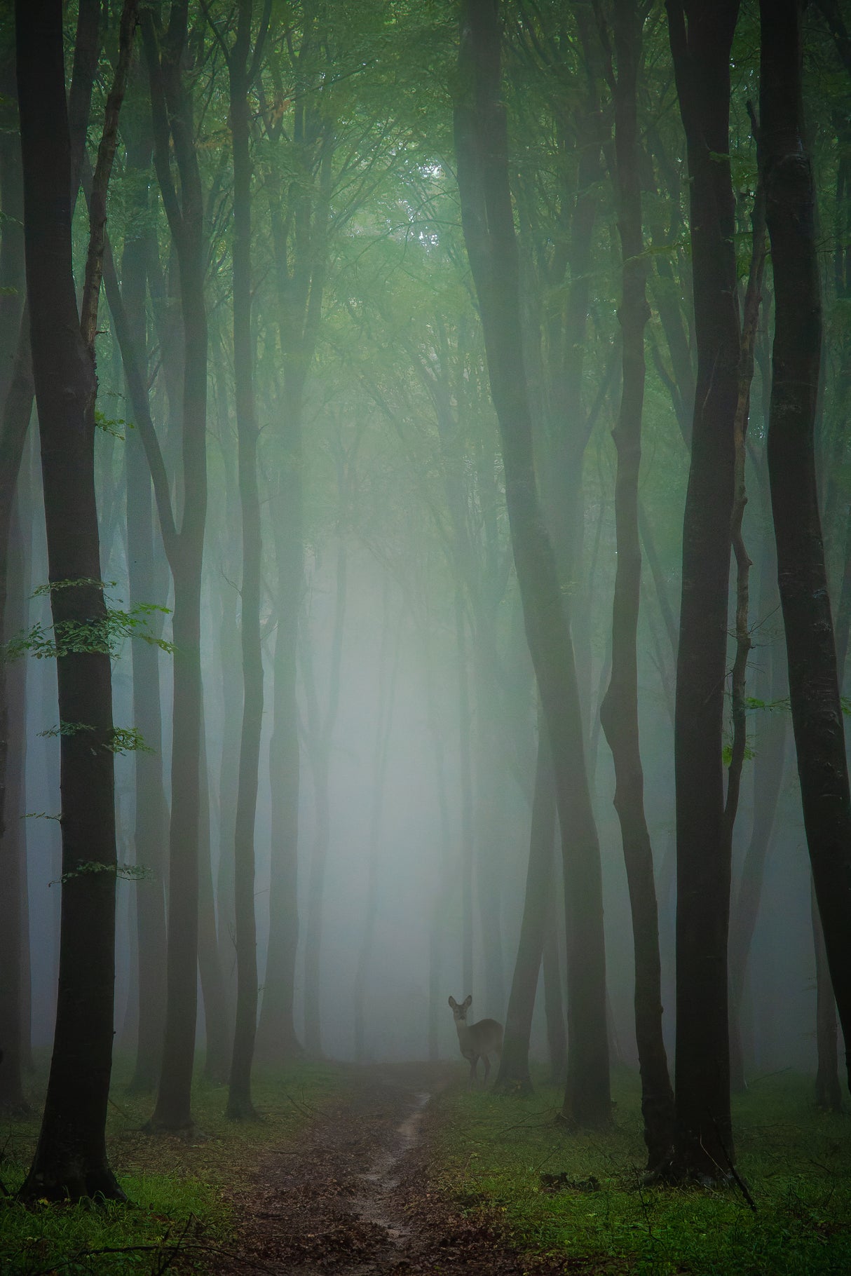 Lost in the forest Poster och Canvastavla